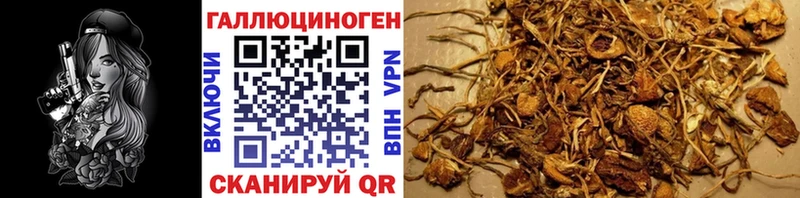 купить наркоту Коммунар Псилоцибиновые грибы Psilocybine cubensis